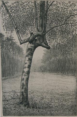 WIJNSTROOM, A.C. - Berk, Hollandse Rading